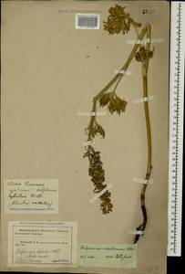 Delphinium schmalhausenii Albov, Caucasus, Krasnodar Krai & Adygea (K1a) (Russia)
