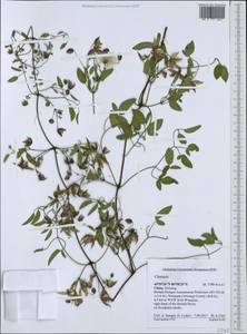Clematis, South Asia, South Asia (Asia outside ex-Soviet states and Mongolia) (ASIA) (China)
