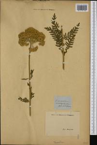 Tanacetum macrophyllum (Waldst. & Kit.) Sch. Bip., Botanic gardens and arboreta (GARD) (Italy)