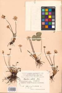 Hepatica nobilis Schreb., Eastern Europe, Moscow region (E4a) (Russia)