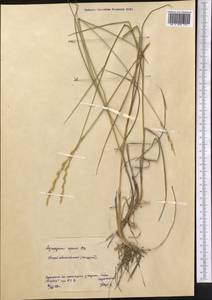 Elymus repens (L.) Gould, Middle Asia, Northern & Central Kazakhstan (M10) (Kazakhstan)