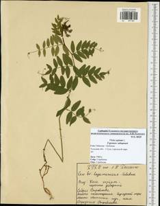 Vicia sepium L., Eastern Europe, Central region (E4) (Russia)