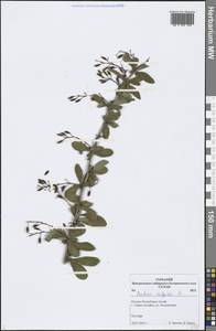 Berberis vulgaris L., Siberia, Altai & Sayany Mountains (S2) (Russia)