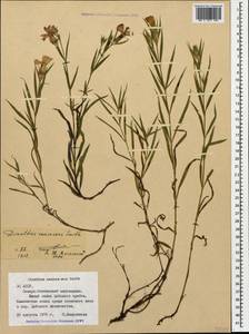 Dianthus caucaseus Sims, Caucasus, North Ossetia, Ingushetia & Chechnya (K1c) (Russia)