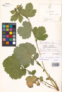 Geum macrophyllum Willd., Eastern Europe, Moscow region (E4a) (Russia)