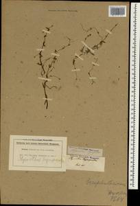 Lindernia hyssopioides (L.) Haines, South Asia, South Asia (Asia outside ex-Soviet states and Mongolia) (ASIA) (India)
