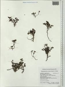 Muehlenbeckia axillaris (Hook. fil.) Walp., Australia & Oceania (AUSTR) (New Zealand)