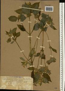 Galeopsis speciosa Mill., Eastern Europe, Northern region (E1) (Russia)