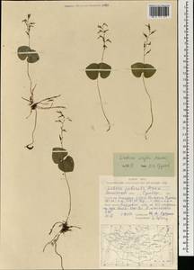 Neottia puberula var. puberula, Mongolia (MONG) (Mongolia)