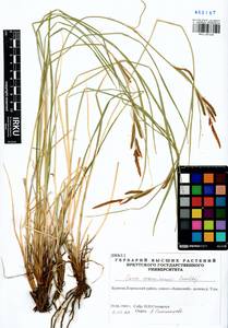 Carex erawinensis Korotky, Siberia, Baikal & Transbaikal region (S4) (Russia)