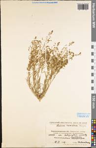 Thesium ramosum Hayne, Eastern Europe, North Ukrainian region (E11) (Ukraine)