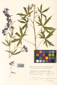 Delphinium cheilanthum Fisch. ex DC., Siberia, Russian Far East (S6) (Russia)