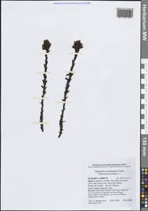 Hypopitys monotropa Crantz, Western Europe (EUR) (Spain)