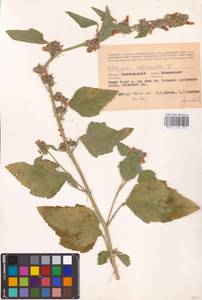 Althaea officinalis L., Eastern Europe, Lower Volga region (E9) (Russia)