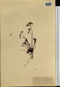 Phedimus hybridus (L.) 't Hart, Siberia, Altai & Sayany Mountains (S2) (Russia)