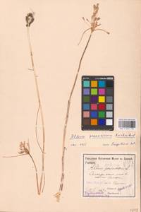 Allium praescissum Rchb., Eastern Europe, Eastern region (E10) (Russia)