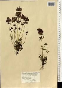 Pedicularis verticillata L., Mongolia (MONG) (Mongolia)