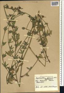 Stylosanthes guianensis (Aubl.)Sw., Africa (AFR) (Mali)