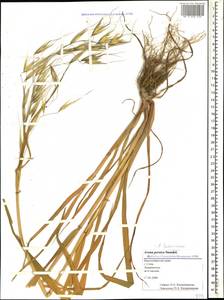 Avena sterilis subsp. ludoviciana (Durieu) Gillet & Magne, Caucasus, Black Sea Shore (from Novorossiysk to Adler) (K3) (Russia)