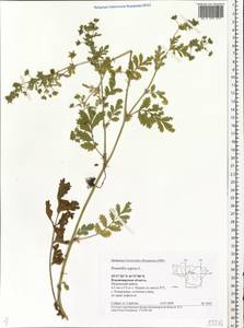 Potentilla supina L., Eastern Europe, Central region (E4) (Russia)