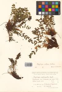 Oxytropis retusa Matsum., Siberia, Chukotka & Kamchatka (S7) (Russia)
