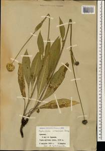 Cephalaria armeniaca Bordz., Caucasus, Armenia (K5) (Armenia)