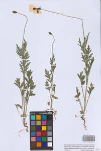 Papaver albiflorum (Elkan) Pacz., Eastern Europe, Lower Volga region (E9) (Russia)