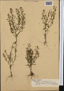 Chaenorhinum minus subsp. minus, Western Europe (EUR) (Poland)