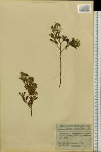 Spiraea media var. sericea (Turcz.) Maxim., Siberia, Russian Far East (S6) (Russia)