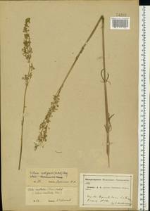 Silene densiflora d'Urv., Eastern Europe, Central forest-and-steppe region (E6) (Russia)