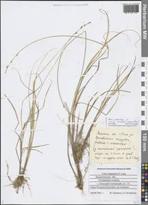 Carex canescens L., Eastern Europe, Northern region (E1) (Russia)