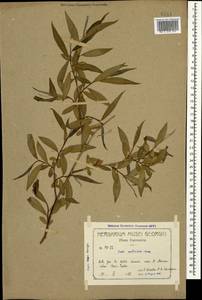 Salix excelsa J. F. Gmel., Caucasus, Georgia (K4) (Georgia)