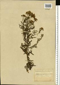 Tanacetum vulgare L., Eastern Europe, Middle Volga region (E8) (Russia)