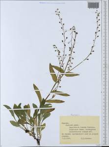 Myosotis, Eastern Europe, Northern region (E1) (Russia)