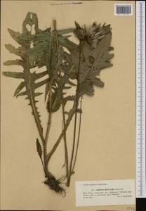 Cirsium rivulare (Jacq.) All., Western Europe (EUR) (Poland)