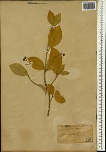 Euonymus japonicus Thunb., South Asia, South Asia (Asia outside ex-Soviet states and Mongolia) (ASIA) (Japan)