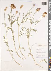 Astragalus onobrychis L., Caucasus, Black Sea Shore (from Novorossiysk to Adler) (K3) (Russia)