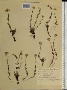 Noccaea cochleariforme (DC.) Á. Löve & D. Löve, Siberia, Baikal & Transbaikal region (S4) (Russia)