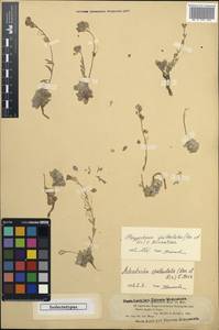 Fibigia spathulata B. Fedtsch., Middle Asia, Muyunkumy, Balkhash & Betpak-Dala (M9) (Kazakhstan)
