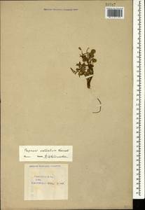 Roemeria ocellata, Caucasus, Azerbaijan (K6) (Azerbaijan)