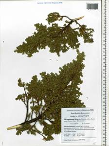 Juniperus communis var. saxatilis Pall., Eastern Europe, Northern region (E1) (Russia)