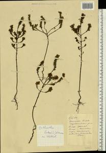 Odontites luteus (L.) Clairv., Eastern Europe, South Ukrainian region (E12) (Ukraine)