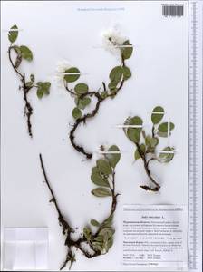 Salix reticulata, Eastern Europe, Northern region (E1) (Russia)