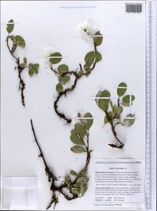 Salix reticulata L., Eastern Europe, Northern region (E1) (Russia)
