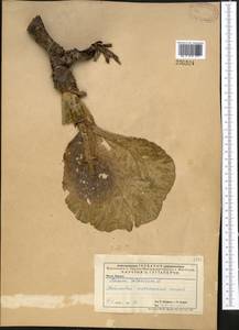 Rheum tataricum L. fil., Middle Asia, Caspian Ustyurt & Northern Aralia (M8) (Kazakhstan)