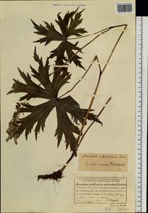 Aconitum rubicundum (Ser.) Fisch. ex C. Young, J. Young & P. Young, Siberia, Baikal & Transbaikal region (S4) (Russia)