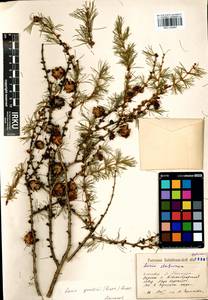 Larix gmelinii (Rupr.) Kuzen., Siberia, Baikal & Transbaikal region (S4) (Russia)