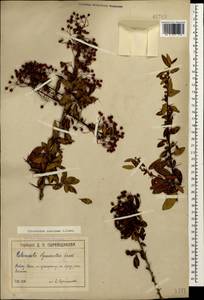 Pyracantha coccinea M. Roem., Caucasus, Black Sea Shore (from Novorossiysk to Adler) (K3) (Russia)