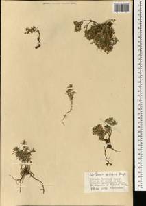Adenonema petraeum (Bunge) Bunge, Mongolia (MONG) (Mongolia)