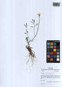 Cardamine pratensis L., Siberia, Altai & Sayany Mountains (S2) (Russia)